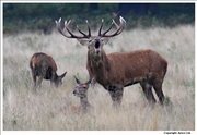 Red Deer 1